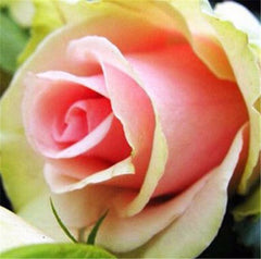 500 pcs rose flower petunia Cockscomb Hibiscus flower rosas bonsai for home garden  Eustoma flower Natural Growth easy grow