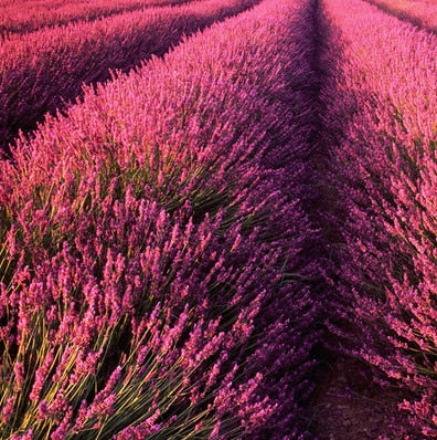 100-rose-lavendar