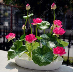 atwargi flower  lotus flower for summer 100% real Bowl lotus   pots Bonsai garden plants 5/bag