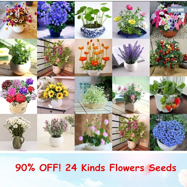 24 Kinds Different Flower Plant Bonsai Seedss Indoor Potted Seedsplants Exotic Suculenta Seedsflower for Garden Decoration