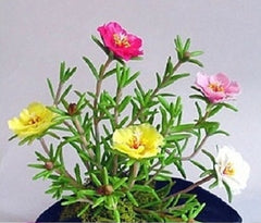 24 Kinds Different Flower Plant Bonsai Seedss Indoor Potted Seedsplants Exotic Suculenta Seedsflower for Garden Decoration
