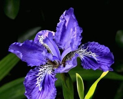 50-blue-iris