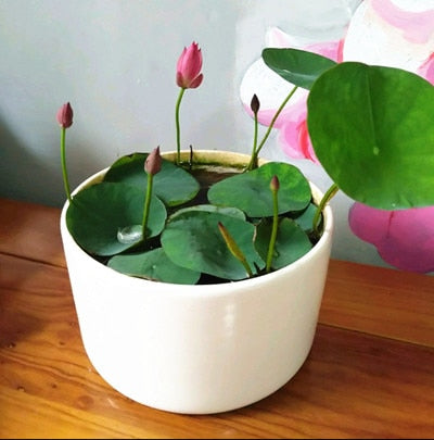 10-bowl-lotus
