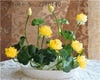 atwargi flower  lotus flower for summer 100% real Bowl lotus   pots Bonsai garden plants 5/bag