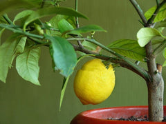 20pcs Bonsai Lemon Tree bonsai High survival Rate Fruit Tree bonsai For Home