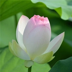 5 pcs japan bowl lotus flower Exotic Water Lily Aquatic Hydroponic Plants