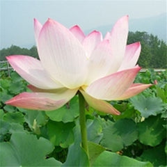 5 pcs japan bowl lotus flower Exotic Water Lily Aquatic Hydroponic Plants