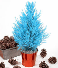 50 Pcs Italian Blue Cypress Tree Indoor Outdoor Desk Ornamental Plants, Rare Christmas Tree Perennial Flower Pots Planters
