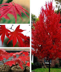 100 pcs japanese rare maple tree perennial rare bonsai plant DIY Home & Garden