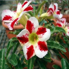 5 pcs desert rose rare flower indoor bonsai Purifying Air Adenium Obesum garden flowers The Germination Rate 95%
