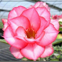 5 pcs desert rose rare flower indoor bonsai Purifying Air Adenium Obesum garden flowers The Germination Rate 95%