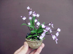Mini Orchid flowers for rooms perennial indoor flowers for home and garden potted flowers Phalaenopsis