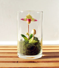 Mini Orchid flowers for rooms perennial indoor flowers for home and garden potted flowers Phalaenopsis