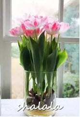 200 Pcs Tulip Bonsai Tulip Flower Beautiful Tulipanes Flower Plant For Garden plants