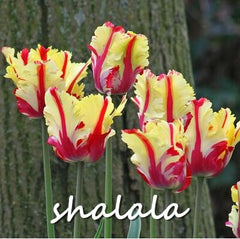 200 Pcs Tulip Bonsai Tulip Flower Beautiful Tulipanes Flower Plant For Garden plants