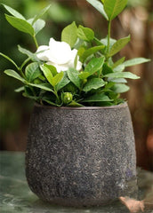 100 Pcs/bag rare flower gardenia Fragrant indoor office desk bonsai Evergreen tree The Germination Rate 95% Fast Growing