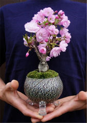 Rare Japanese sakura Cherry Blossom For Garden Flower Bonsai Tree Indoor flowers plants Easy Grow 50 pcs Flower Pots Planters