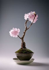 Rare Japanese sakura Cherry Blossom For Garden Flower Bonsai Tree Indoor flowers plants Easy Grow 50 pcs Flower Pots Planters