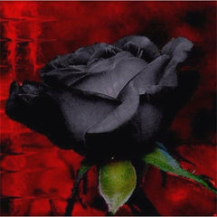 1000 Particles /  Bag Chinese black Rose lover Rose Strong Fragrant Garden Rose Flower Gorgeous Cut Flower