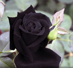1000 Particles /  Bag Chinese black Rose lover Rose Strong Fragrant Garden Rose Flower Gorgeous Cut Flower