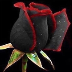 1000PCS  Rare Red + Black Rose Flower Rare Amazingly Beautiful Bonsai Balcony Flower planting for home garden