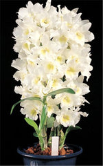 Phalaenopsis Gaint Orchid flower Big flowers for rooms indoor Orchid alive pots for orchids for garden Plants-200pcs