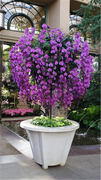 Phalaenopsis Gaint Orchid flower Big flowers for rooms indoor Orchid alive pots for orchids for garden Plants-200pcs