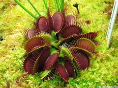 40 PCS Potted Insectivorous Dionaea Muscipula Giant Clip Flytrap bonsais Carnivorous