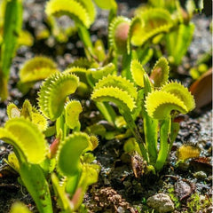 40 PCS Potted Insectivorous Dionaea Muscipula Giant Clip Flytrap bonsais Carnivorous