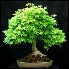 100% True U.S.A  Red Maple Tree America bonsai 30pcs seedsplants