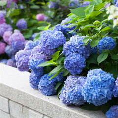 30 pcs blue Hydrangea flower Living Room outdoor bonsai flower The Germination