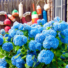 30 pcs blue Hydrangea flower Living Room outdoor bonsai flower The Germination