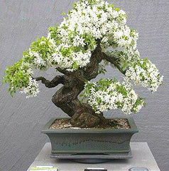 100pcs /Lot White Jasmines plants Sweet Soul Jasmine flower plants Bonsai Plants Semente Flor Home & Garden Flowers
