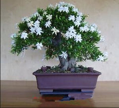 100pcs /Lot White Jasmines plants Sweet Soul Jasmine flower plants Bonsai Plants Semente Flor Home & Garden Flowers