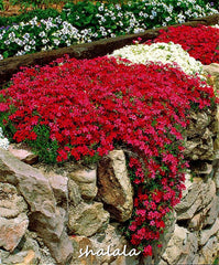 200pcs rock cress plant climbing Barley plant perennial bonsai flower  Creeping Thyme Bonsai plant natural growth decoration