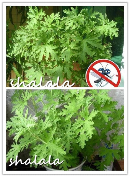 Mosquito Repelling Grass Mozzie Buster Sweetgrass Garden & Home Bonsai Plant200 pcs riddex plant