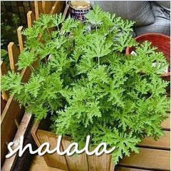 Mosquito Repelling Grass Mozzie Buster Sweetgrass Garden & Home Bonsai Plant200 pcs riddex plant