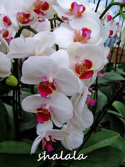phalaenopsis orchid plant Indoor desktop flowers When flowering, butterfly orchid bonsailings about 200 Pcs/bag