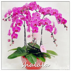 phalaenopsis orchid plant Indoor desktop flowers When flowering, butterfly orchid bonsailings about 200 Pcs/bag